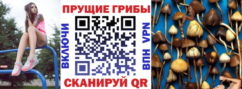 Галлюциногенные грибы Psilocybe Купить закладки Багратионовск